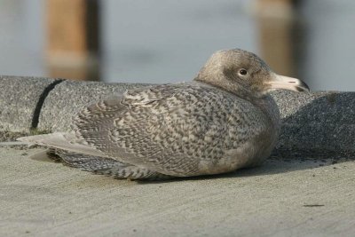 Grote burgemeester - Glaucous gull - Larus hyperboreus