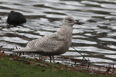 Kleine burgermeester - Iceland gull - Larus glaucoides