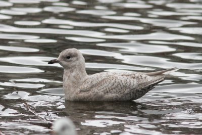Kleine burgermeester -  Iceland gull - Larus glaucoides