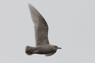 Kleine burgermeester -  Iceland gull - Larus glaucoides
