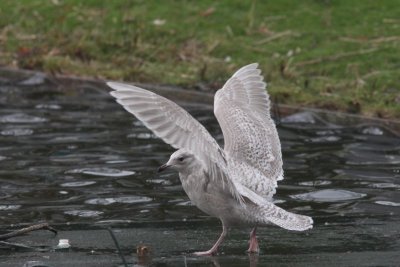 Kleine burgermeester -  Iceland gull - Larus glaucoides