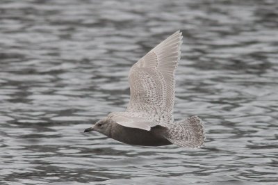 Kleine burgermeester -  Iceland gull - Larus glaucoides