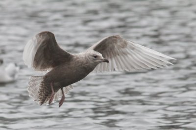 Kleine burgermeester -  Iceland gull - Larus glaucoides