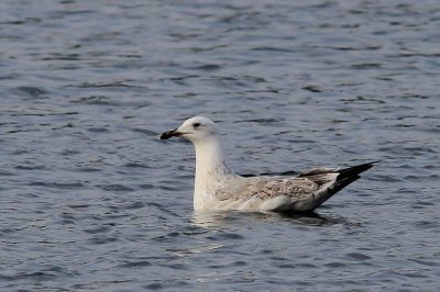 Pontische meeuw - Caspian Gull - Larus cachinnans