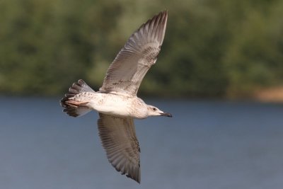Pontische meeuw - Caspian Gull - Larus cachinnans