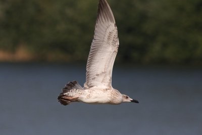 Pontische meeuw - Caspian Gull - Larus cachinnans