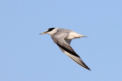 Dwergstern - Little tern - sterna albifrons