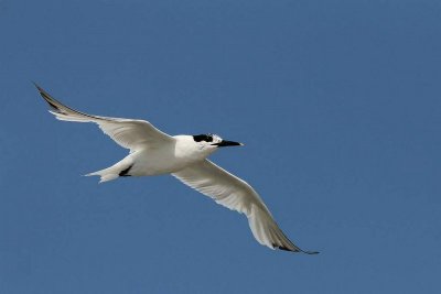 Grote stern - Sandwich tern - Sterna sandvicensis