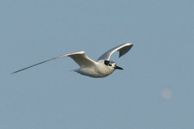 Grote stern - Sandwich tern - Sterna sandvicensis
