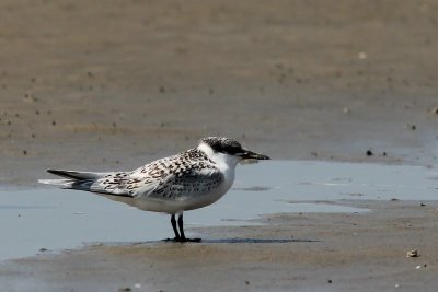 Grote stern - Sandwich tern - Sterna sandvicensis