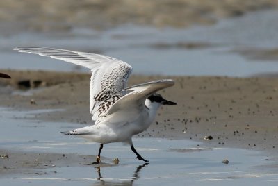 Grote stern - Sandwich tern - Sterna sandvicensis