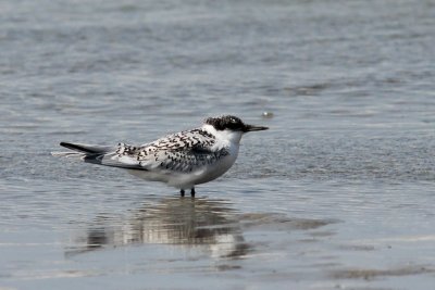 Grote stern - Sandwich tern - Sterna sandvicensis
