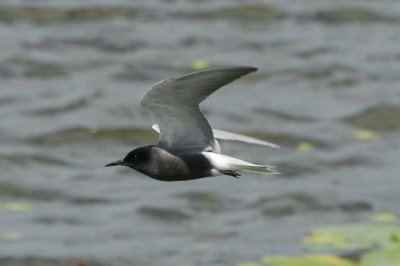 Zwarte stern - Black tern - Chlidonias niger
