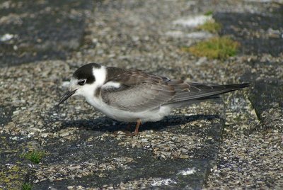 Zwarte stern - Black tern - Chlidonias niger