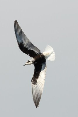 Meeuwen - Gull's / Sterns - Tern