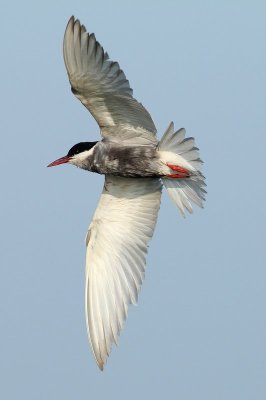 Witwangstern - Whiskered tern - Chlidonias hybrida