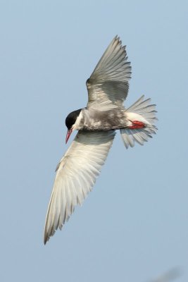 Witwangstern - Whiskered tern - Chlidonias hybrida