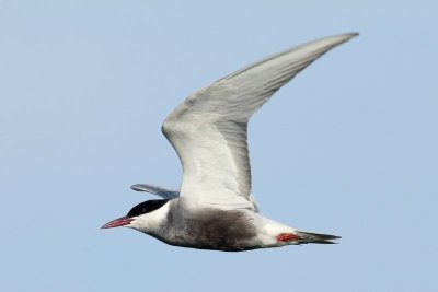Witwangstern - Whiskered tern - Chlidonias hybrida