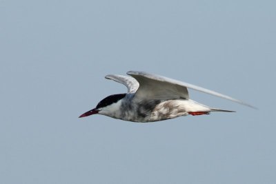 Witwangstern - Whiskered tern - Chlidonias hybrida
