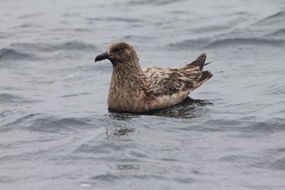 Grote jager - Great skua  -Stercorarius skua