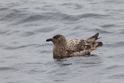 Grote jager - Great skua  -Stercorarius skua