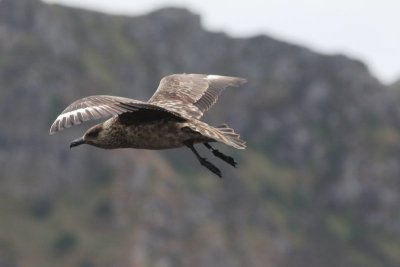 Grote jager - Great skua  -Stercorarius skua