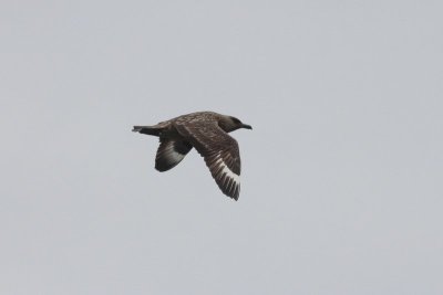 Grote jager - Great skua  -Stercorarius skua