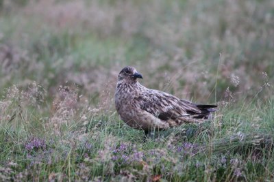 Grote jager - Great skua  -Stercorarius skua