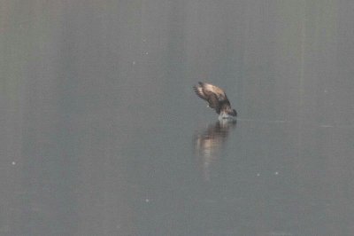 Middelste jager - pomarine skua - Stercorarius pomarinus