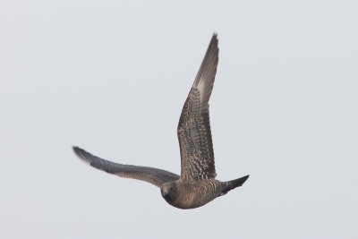 Kleinste jager - long-tailed jaeger  - Stercorarius longicaudus