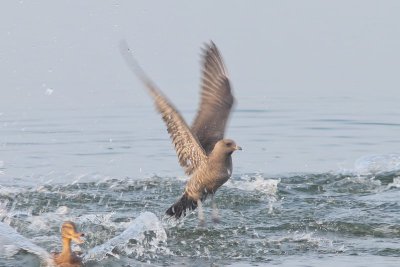 Kleinste jager - long-tailed jaeger  - Stercorarius longicaudus