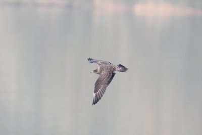 Kleinste jager - long-tailed jaeger  - Stercorarius longicaudus