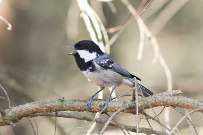 Zwarte mees - Coal Tit - Periparus ater