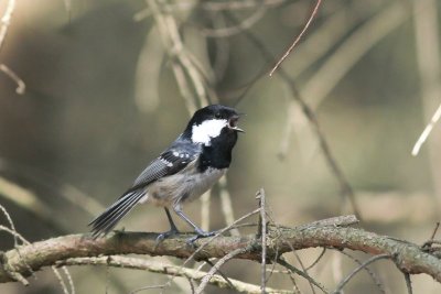 Zwarte mees - Coal Tit - Periparus ater