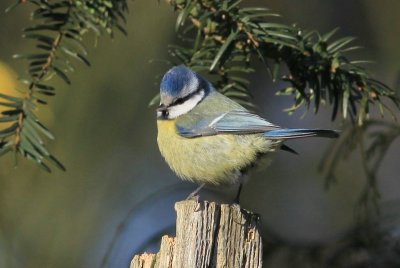 Pimpelmees - Blue tit - Parus caeruleus