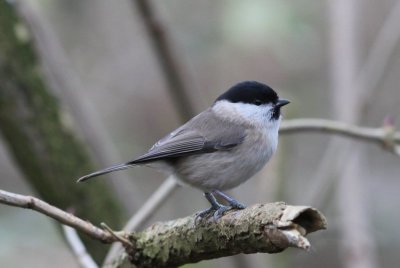 Kuifmees - Crested tit - Parus cristatus