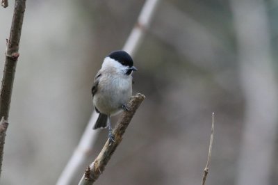 Kuifmees - Crested tit - Parus cristatus