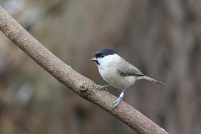 Kuifmees - Crested tit - Parus cristatus