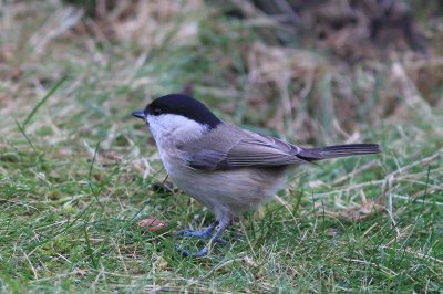 Kuifmees - Crested tit - Parus cristatus