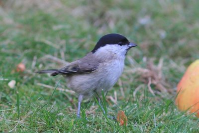 Kuifmees - Crested tit - Parus cristatus