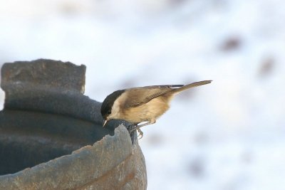 Matkop - Willow tit - Parus montanus