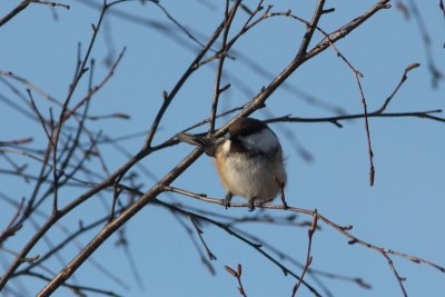 Bruinkopmees - Siberian tit  - Parus cinctus