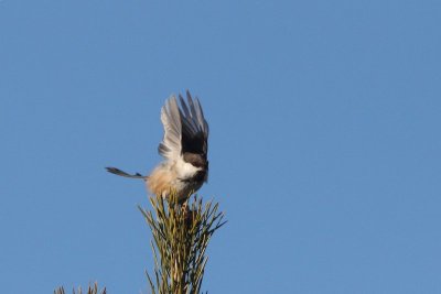Bruinkopmees - Siberian tit  - Parus cinctus