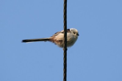 Witkopstaartmees - Long-tailed tit - Aegithalos caudatus caudatus