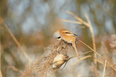 Baardman - Bearded titmouse - Panurus biarmicus