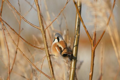 Baardman - Bearded titmouse - Panurus biarmicus