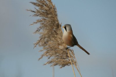 Baardman - Bearded titmouse - Panurus biarmicus