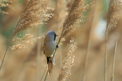 Baardman - Bearded titmouse - Panurus biarmicus