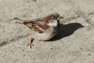 Huismus - House sparrow - Passer domesticus