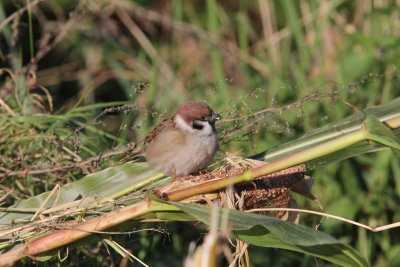 Ringmus - Tree sparrow - Passer montanus